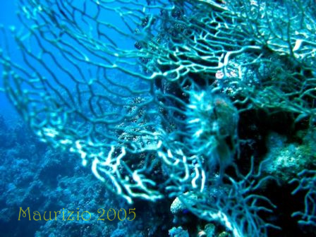 dscn0230.jpg