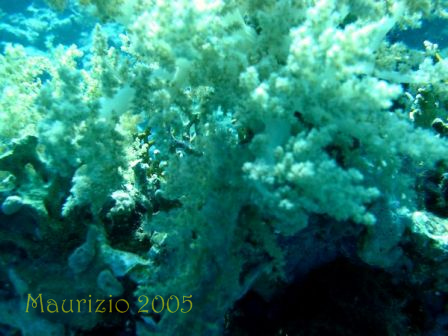 dscn0259.jpg