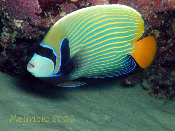2006_maldive_2_003.jpg
