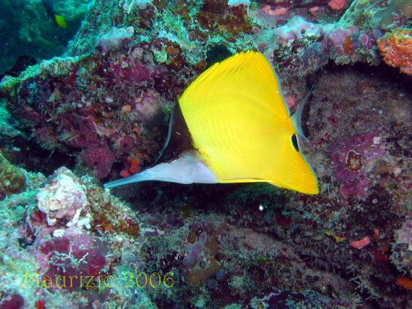 2006_maldive_2_004.jpg