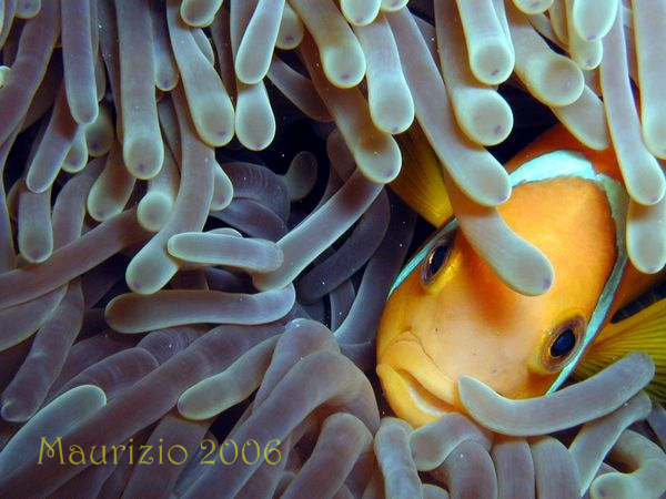 2006_maldive_2_007.jpg
