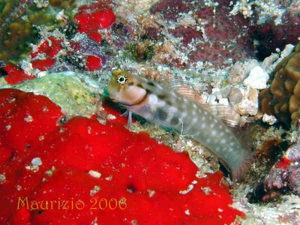 2006_maldive_2_008.jpg