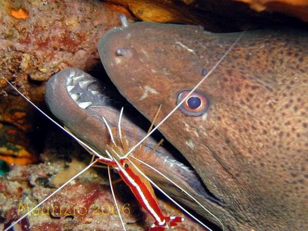 2006_maldive_2_010.jpg