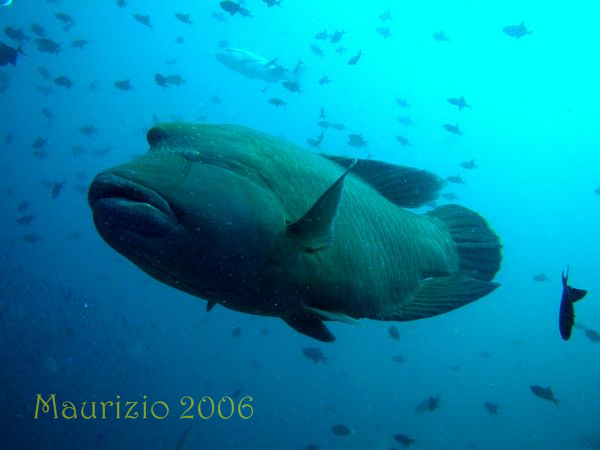 2006_maldive_2_011.jpg