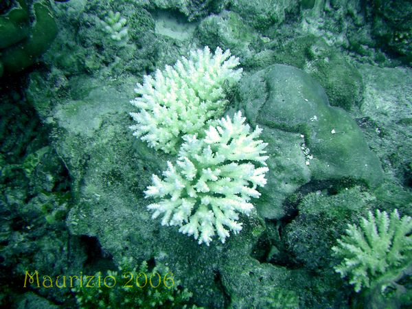 2006_maldive_2_039.jpg