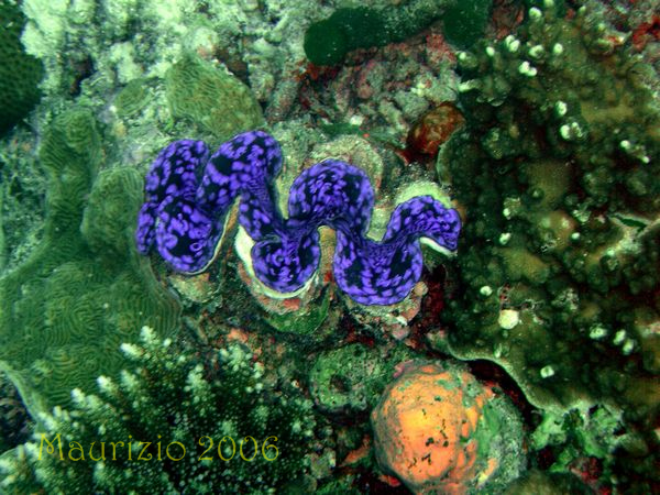 2006_maldive_2_049.jpg