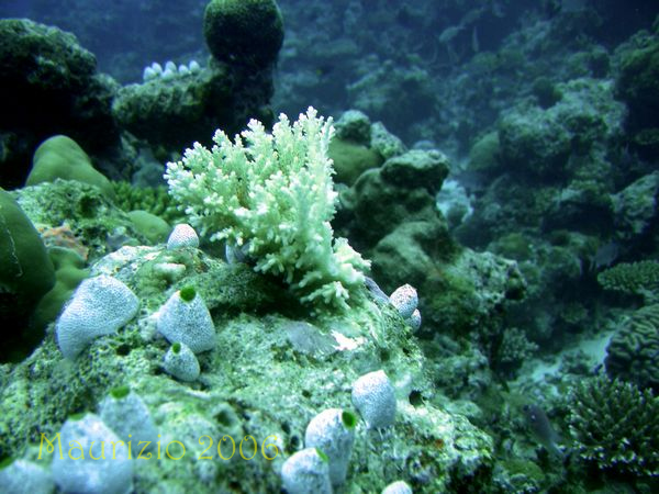 2006_maldive_2_050.jpg