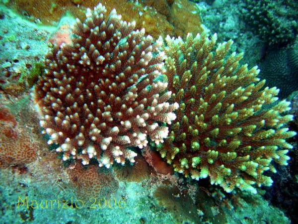 2006_maldive_2_052.jpg