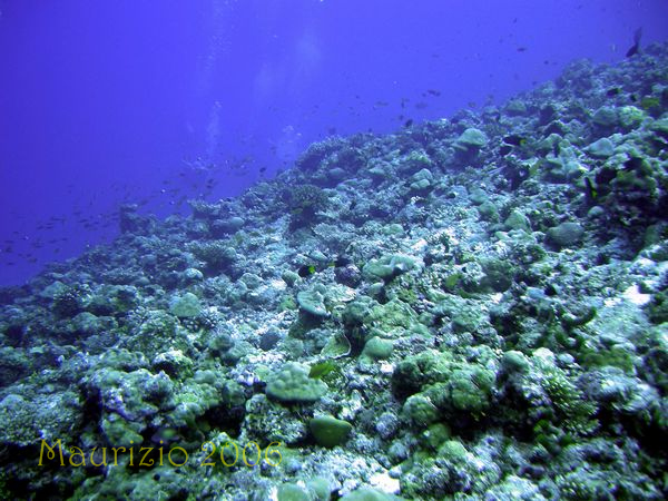 2006_maldive_2_067.jpg