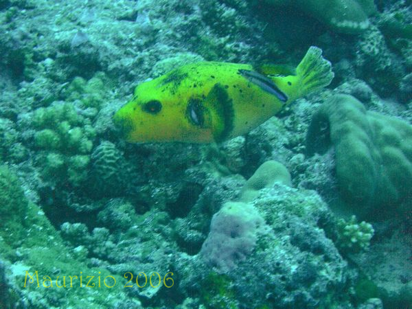 2006_maldive_2_077.jpg