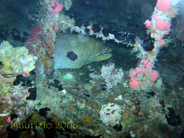 2006_maldive_2_081.jpg