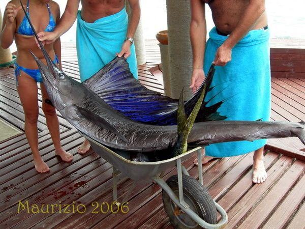 2006_maldive_2_095.jpg