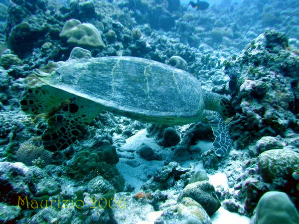 2006_maldive_2_170.jpg