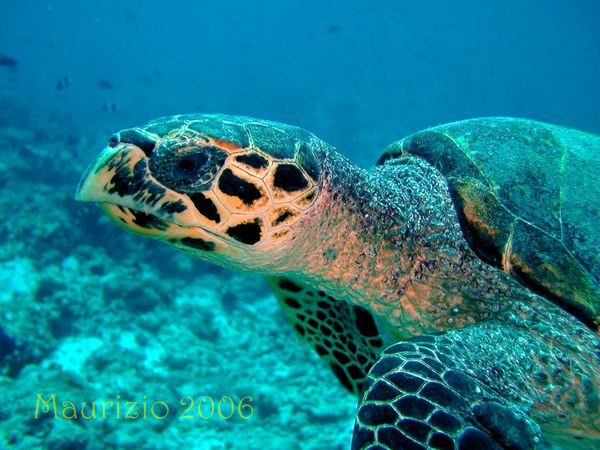 2006_maldive_2_179.jpg