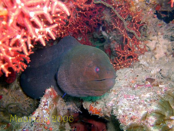 2006_maldive_2_182.jpg
