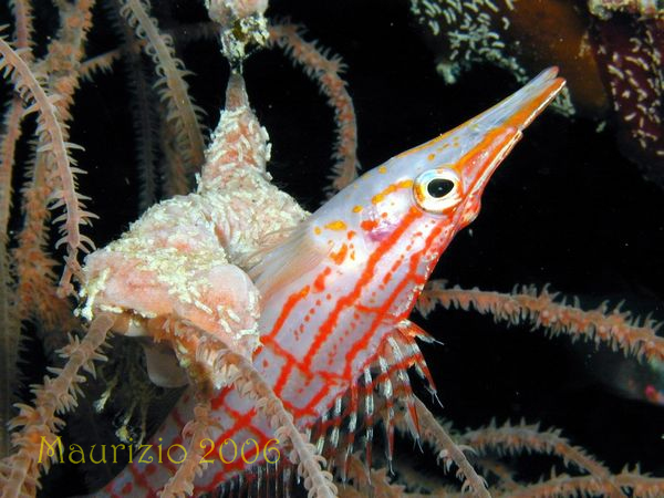 2006_maldive_2_183.jpg