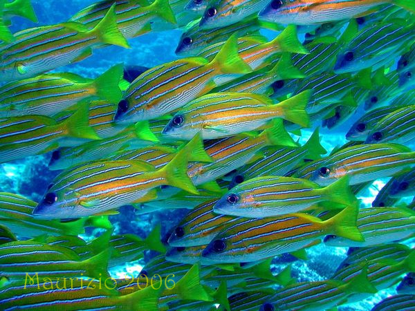 2006_maldive_2_185.jpg