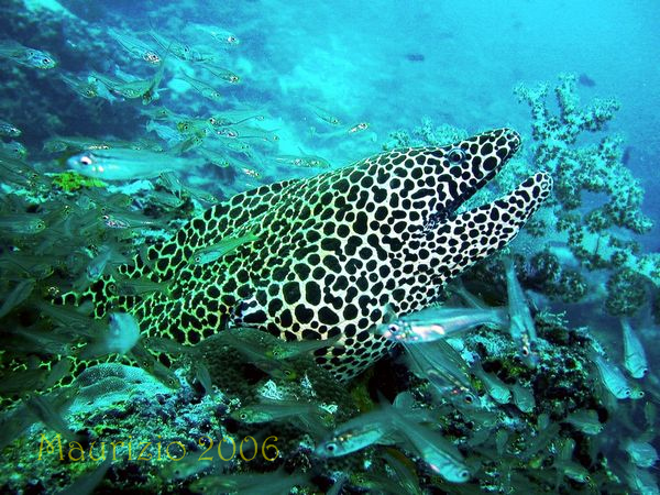 2006_maldive_2_188.jpg