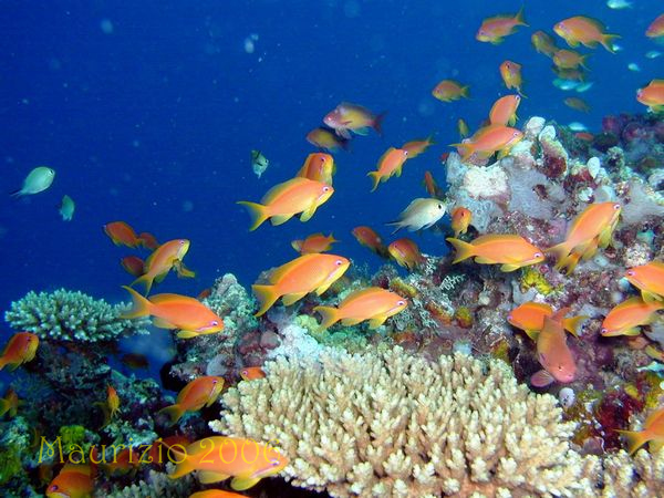 2006_maldive_2_190.jpg