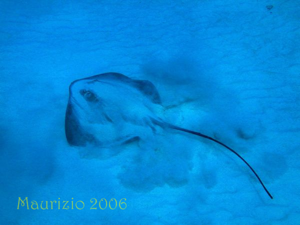 2006_maldive_2_192.jpg