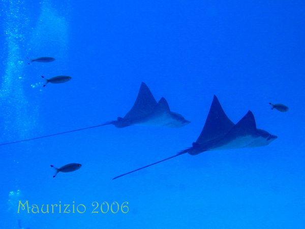 2006_maldive_2_193.jpg