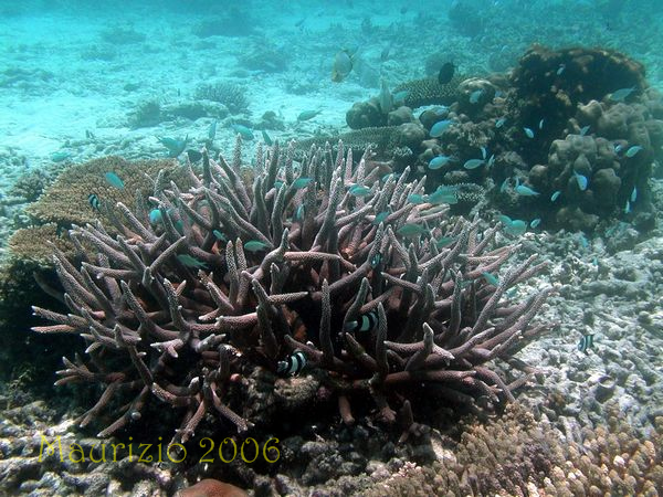 2006_maldive_2_194.jpg