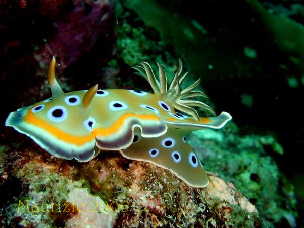 2006_maldive_2_195.jpg