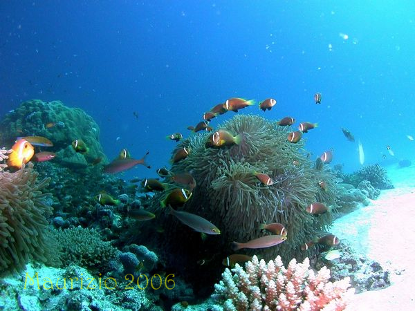 2006_maldive_2_199.jpg