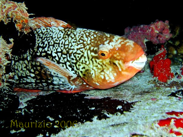 2006_maldive_2_201.jpg