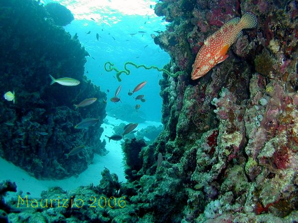 2006_maldive_2_202.jpg