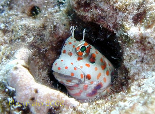 2006_maldive_2_204.jpg