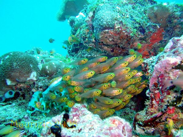 2006_maldive_2_205.jpg
