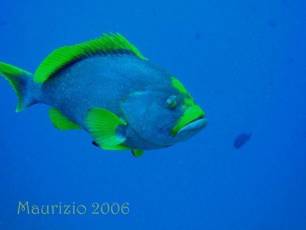2006_maldive_2_208.jpg