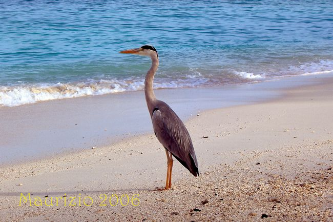 2006_maldive_2_209.jpg