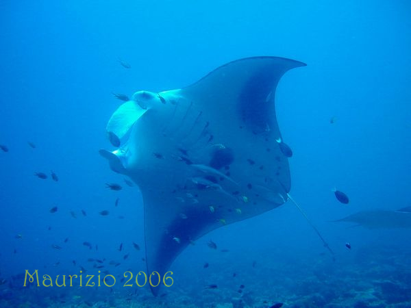 2006_maldive_2_214.jpg