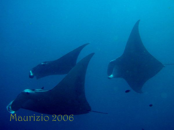 2006_maldive_2_215.jpg