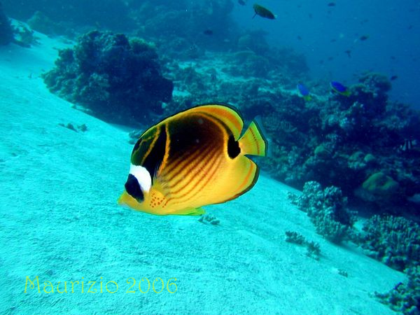 2006_maldive_2_216.jpg