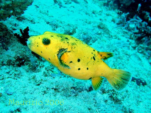 2006_maldive_2_219.jpg