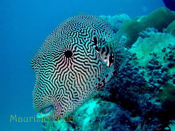 2006_maldive_2_220.jpg