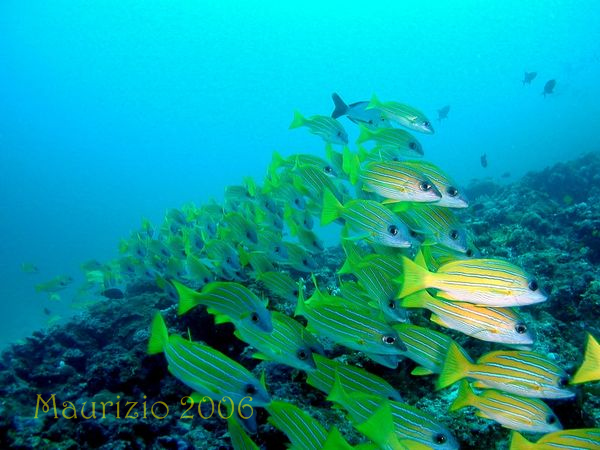 2006_maldive_2_221.jpg