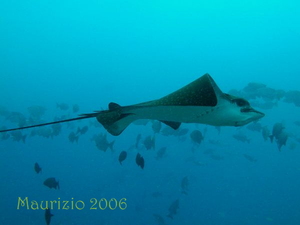 2006_maldive_2_222.jpg