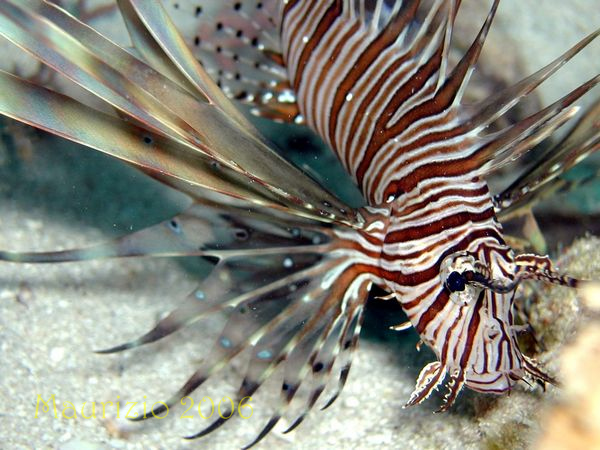 2006_maldive_2_223.jpg