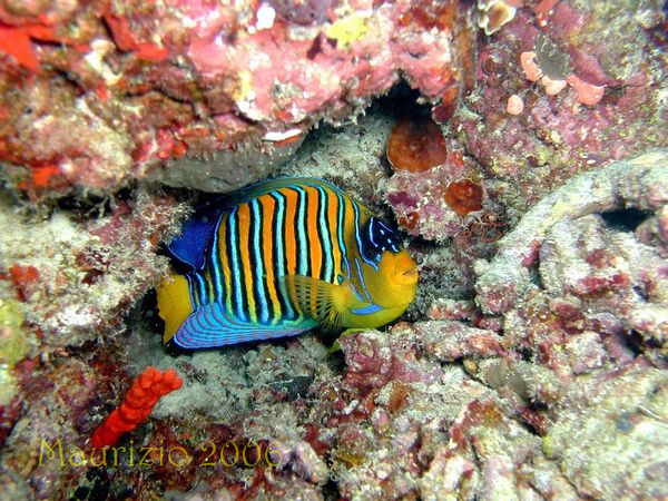 2006_maldive_2_226.jpg