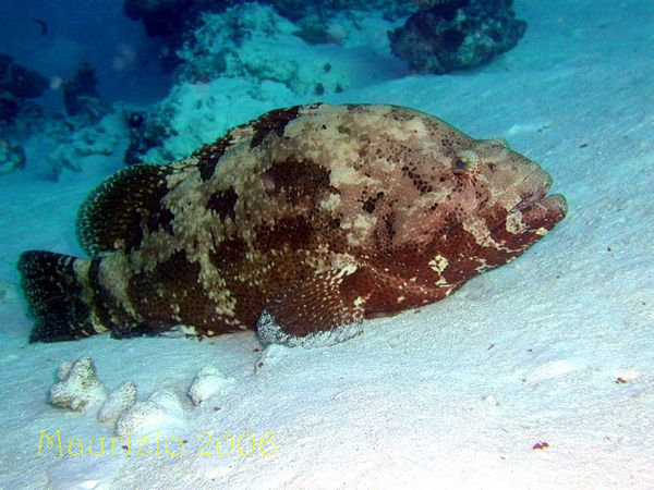 2006_maldive_2_235.jpg