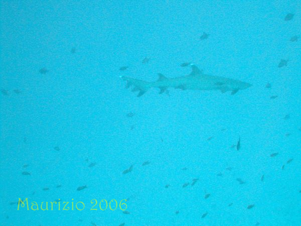 2006_maldive_2_317.jpg