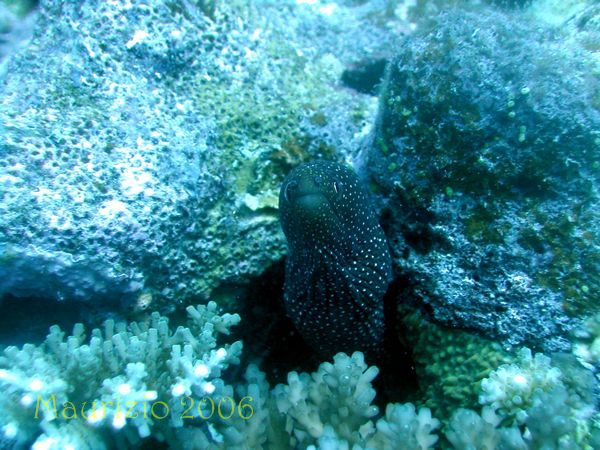 2006_maldive_2_354.jpg