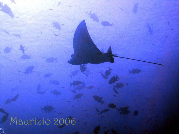 2006_maldive_2_369.jpg