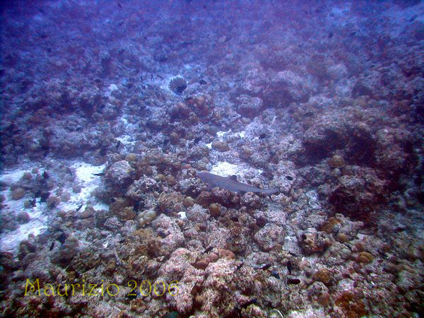 2006_maldive_2_380.jpg