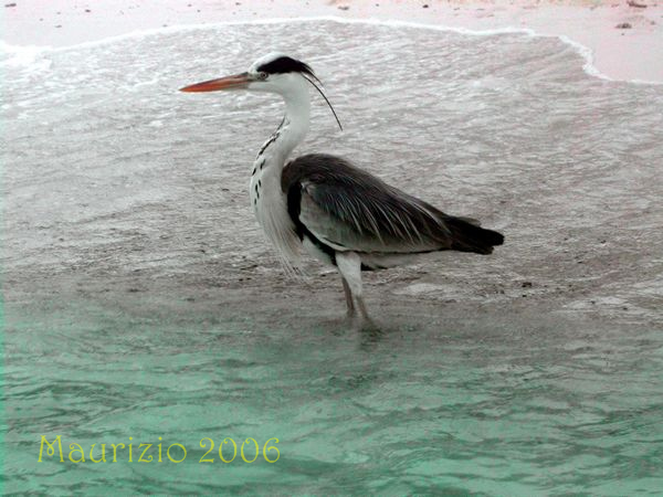2006_maldive_2_500.jpg