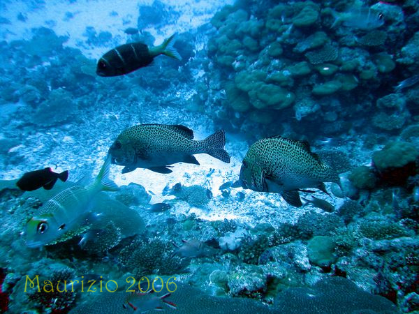 2006_maldive_2_517.jpg